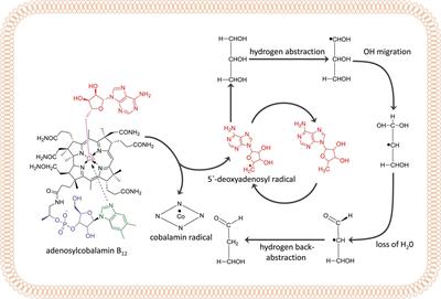 Recent Progress in the Understanding and Engineering of Coenzyme B12-Dependent Glycerol Dehydratase